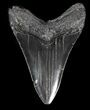 Black, Fossil Megalodon Tooth #41805-2